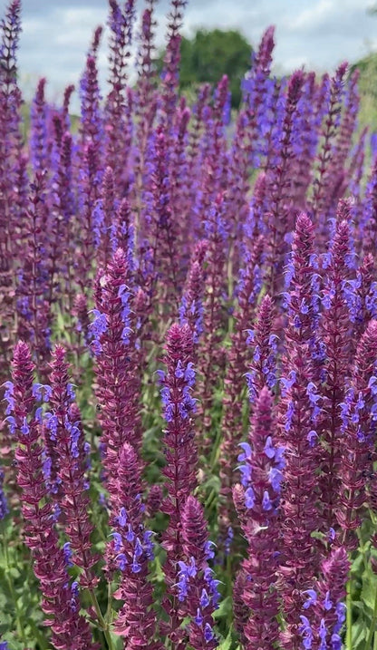 Salvia Violet Queen