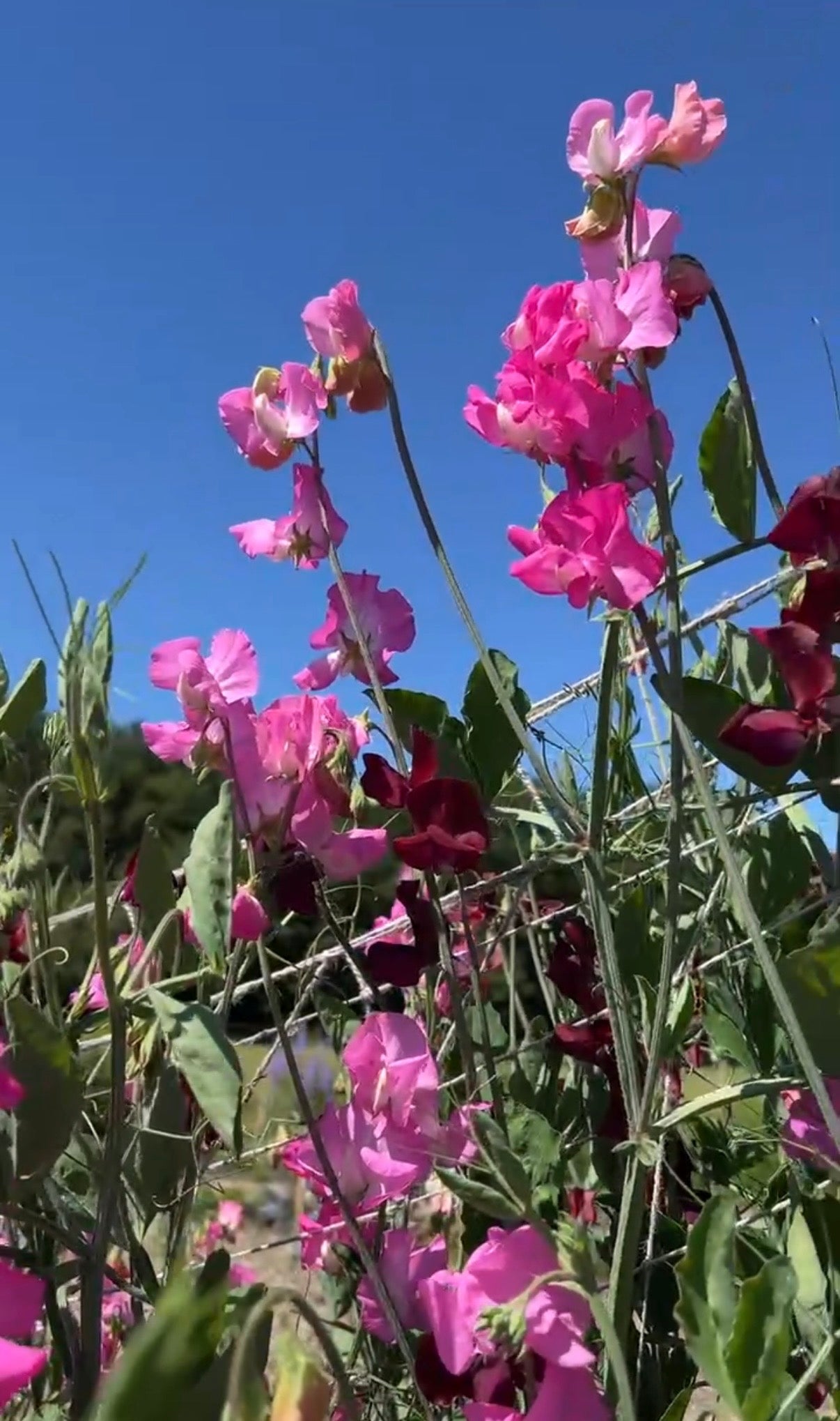 Sweet Pea Parfume Millennium