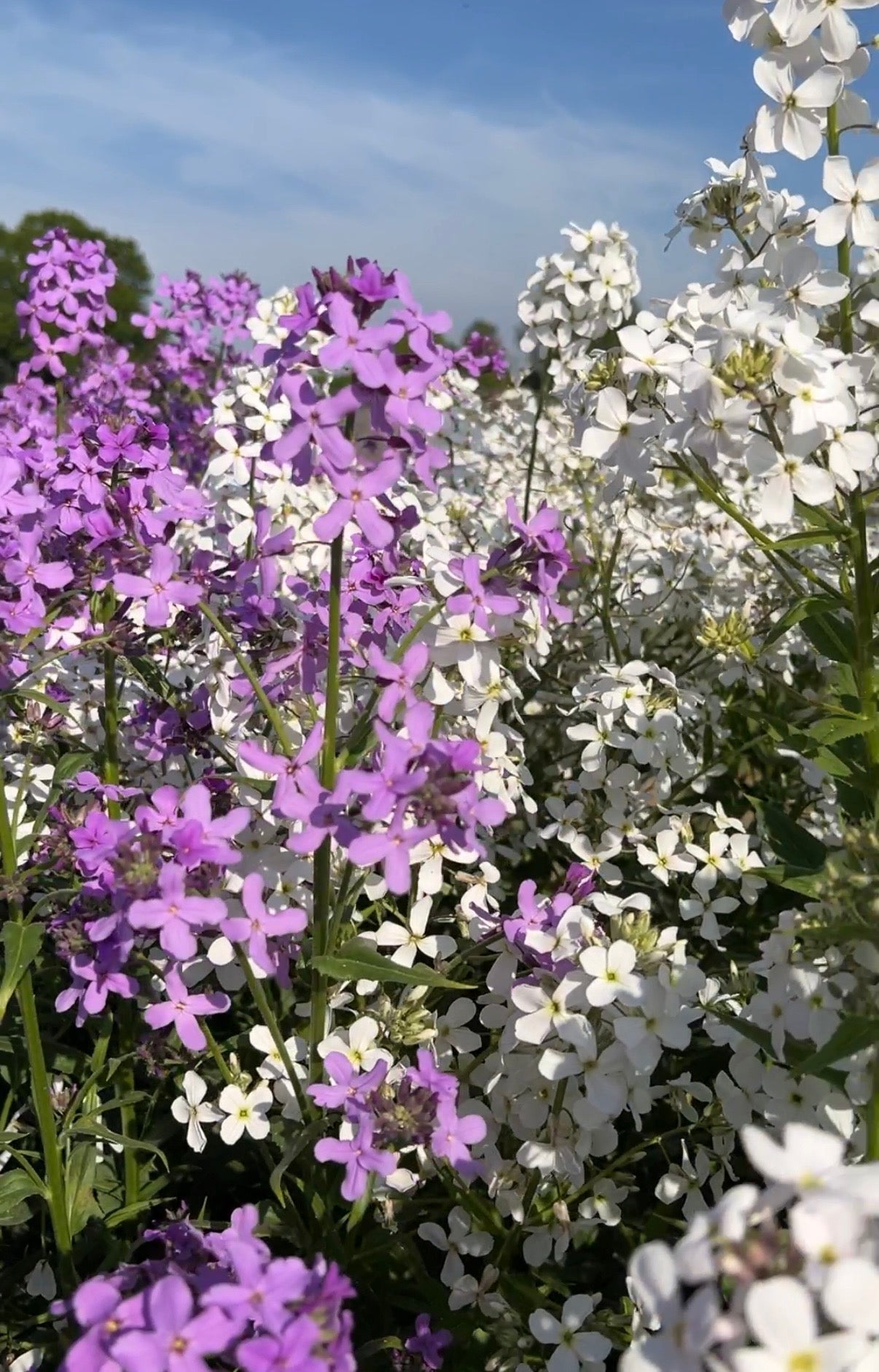 Hesperis Mixed