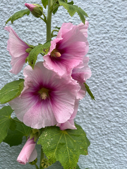 Hollyhock Bishy Barnabee Mix