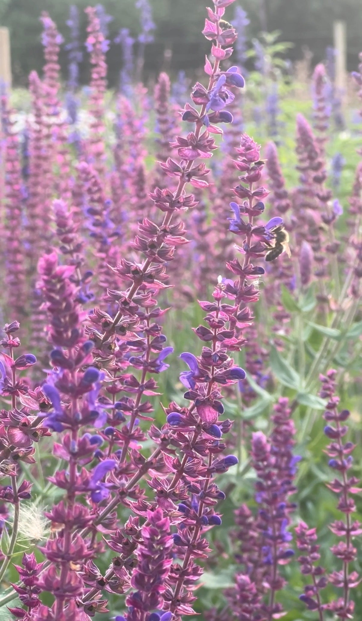 Salvia Violet Queen