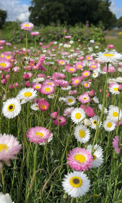 Strawflower Helipterum Roseum Mixed