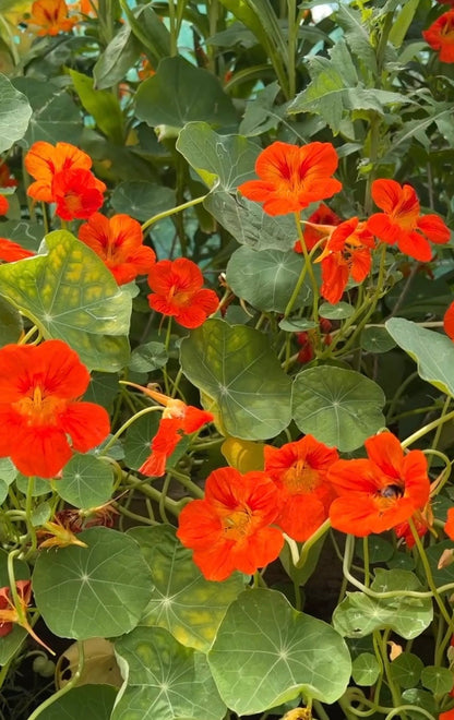 Nasturtium Tom Thumb