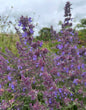 Nepeta Mussinii - Catmint
