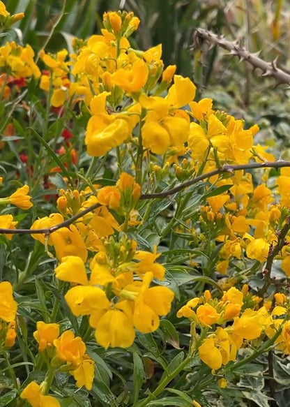Wallflower Cloth of Gold