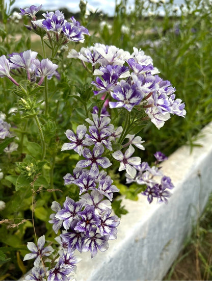 Phlox Sugar Stars