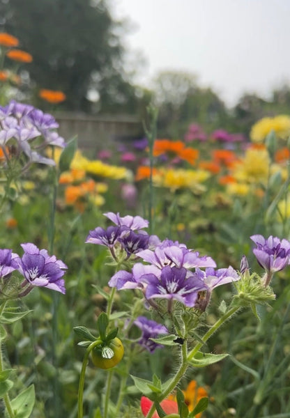 Phlox Sugar Stars