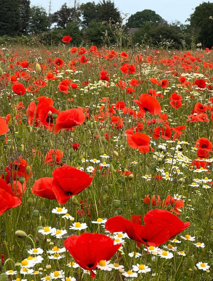 Poppy Flanders Red