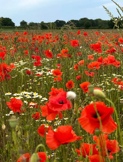 Poppy Flanders Red