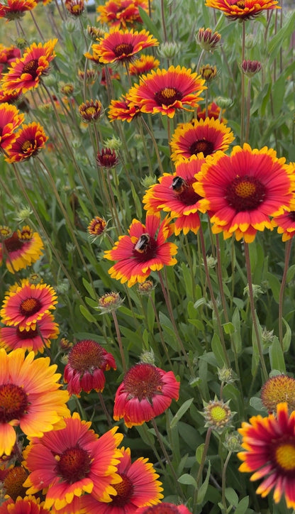 Gaillardia Aristata Bicolour Goblin