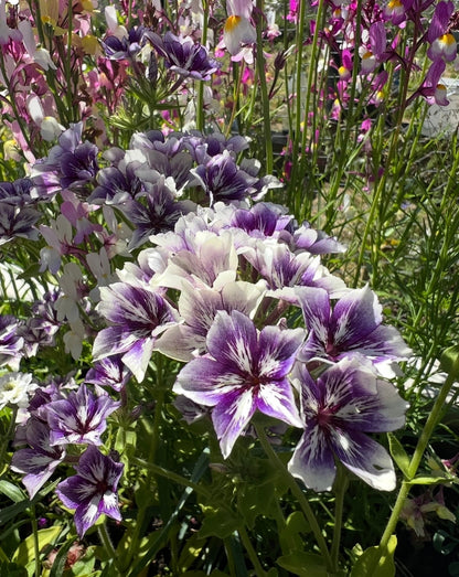 Phlox Sugar Stars