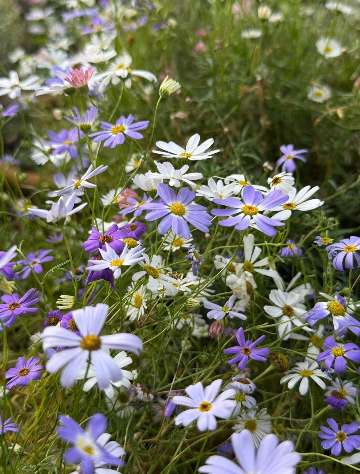 Swan River Daisies Mixed