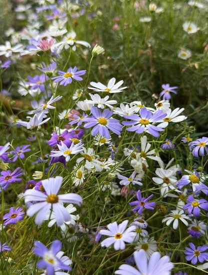 Swan River Daisies Mixed