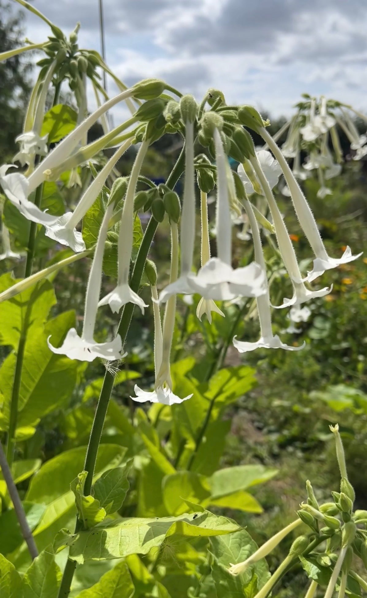 Nicotiana White Trumpets