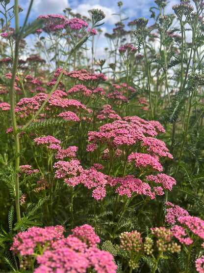 Achillea Cerise Queen