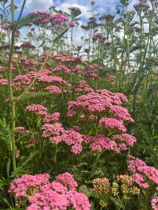 Achillea Cerise Queen