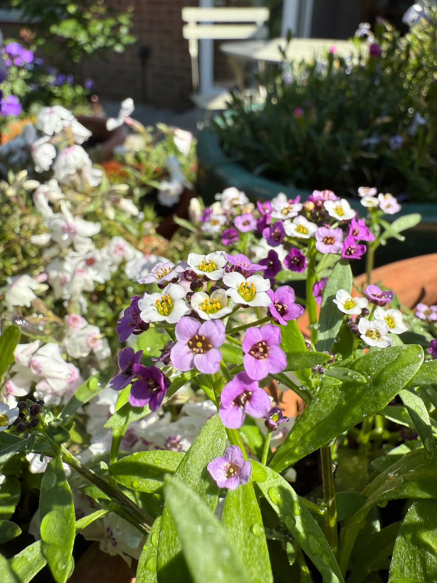 Alyssum Royal Carpet