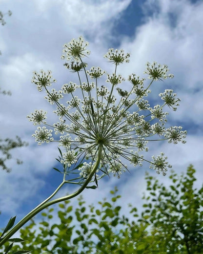 Ammi majus