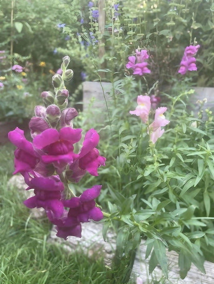 Antirrhinum Crown Mixed