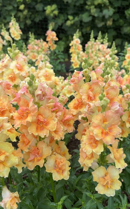 Antirrhinum DoubleShot Peach