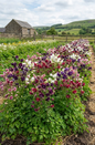 Aquilegia Barlow Mixed
