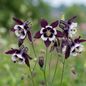 Aquilegia William Guinness