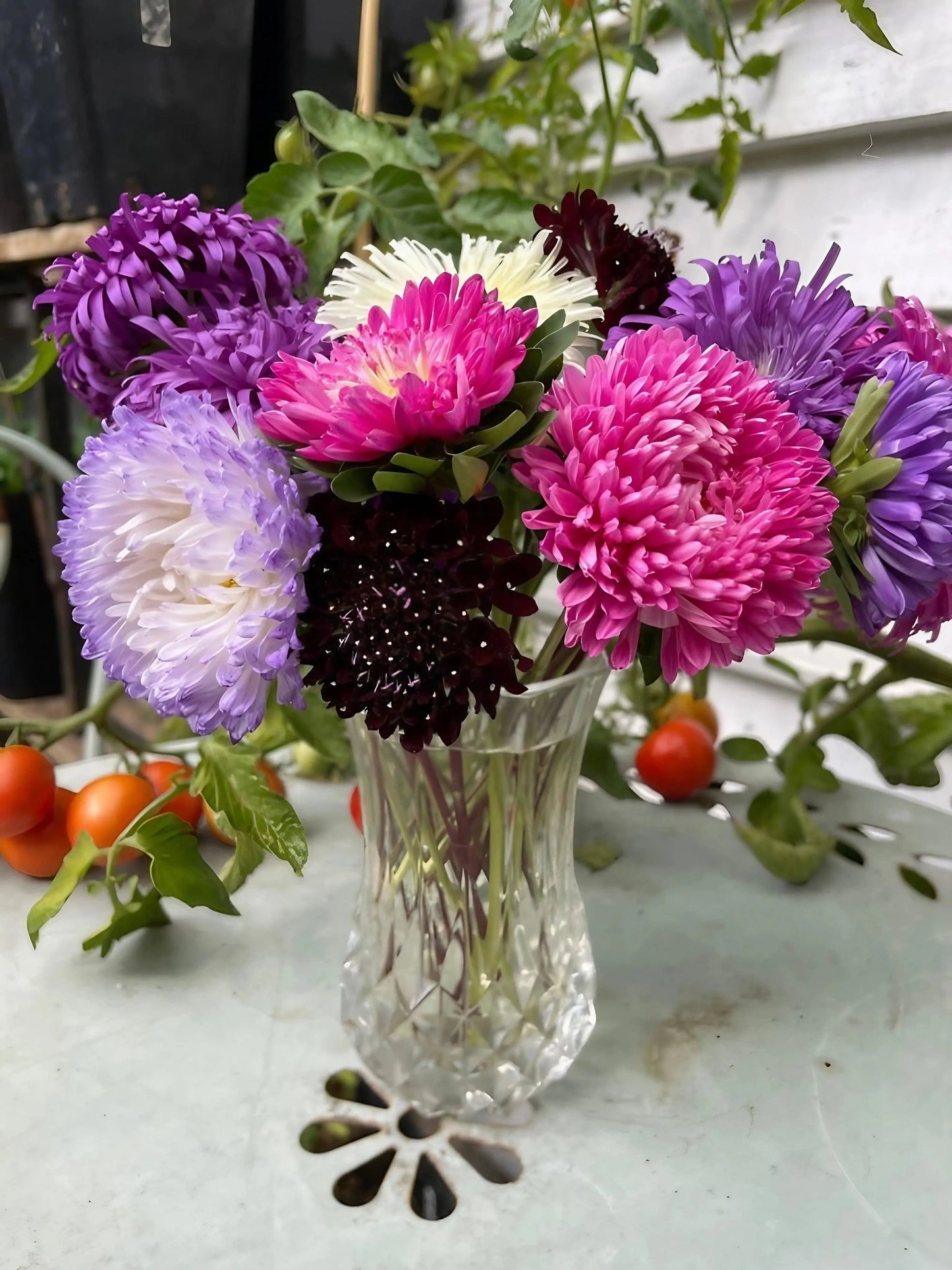 Aster Duchess Mixed