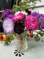 Aster Duchess Mixed