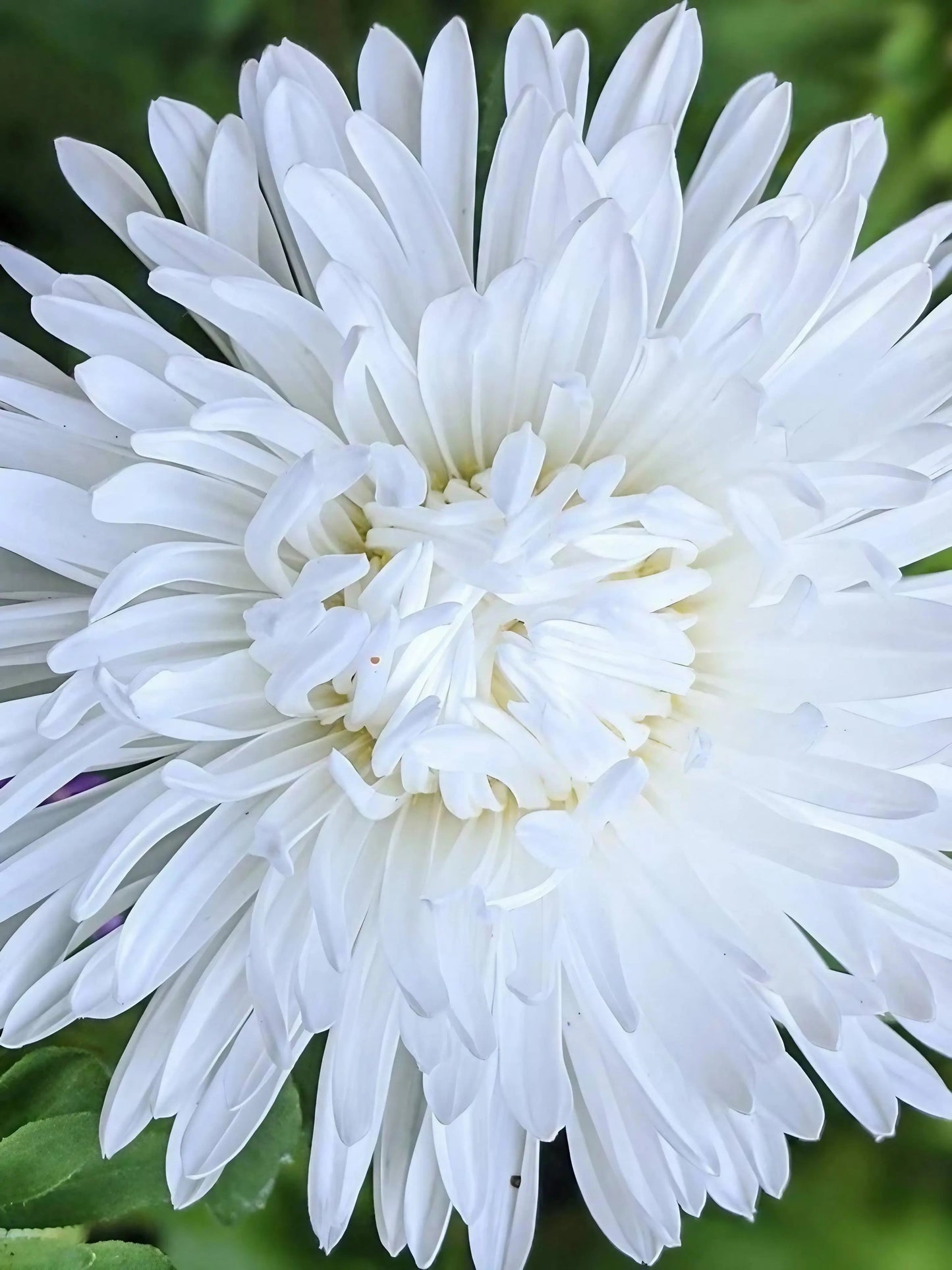 Aster Duchess Mixed