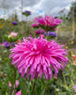 Aster Ostrich Plume