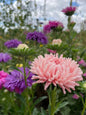 Aster Peony Mix