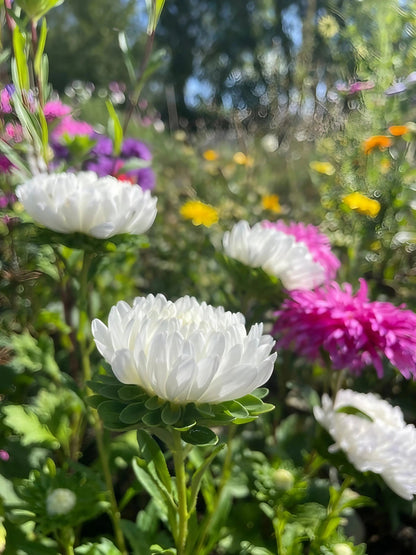 Aster Peony Mix