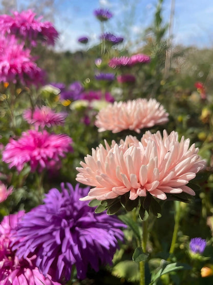 Aster Peony Mix