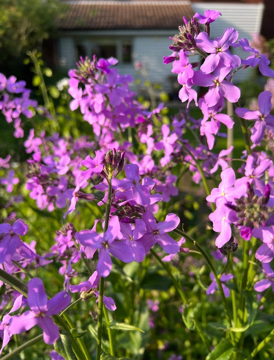 Hesperis Purple (Sweet Rocket)
