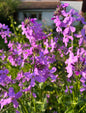Hesperis Purple (Sweet Rocket)