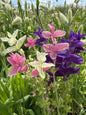 Clary Sage Crown Bouquet Mixed