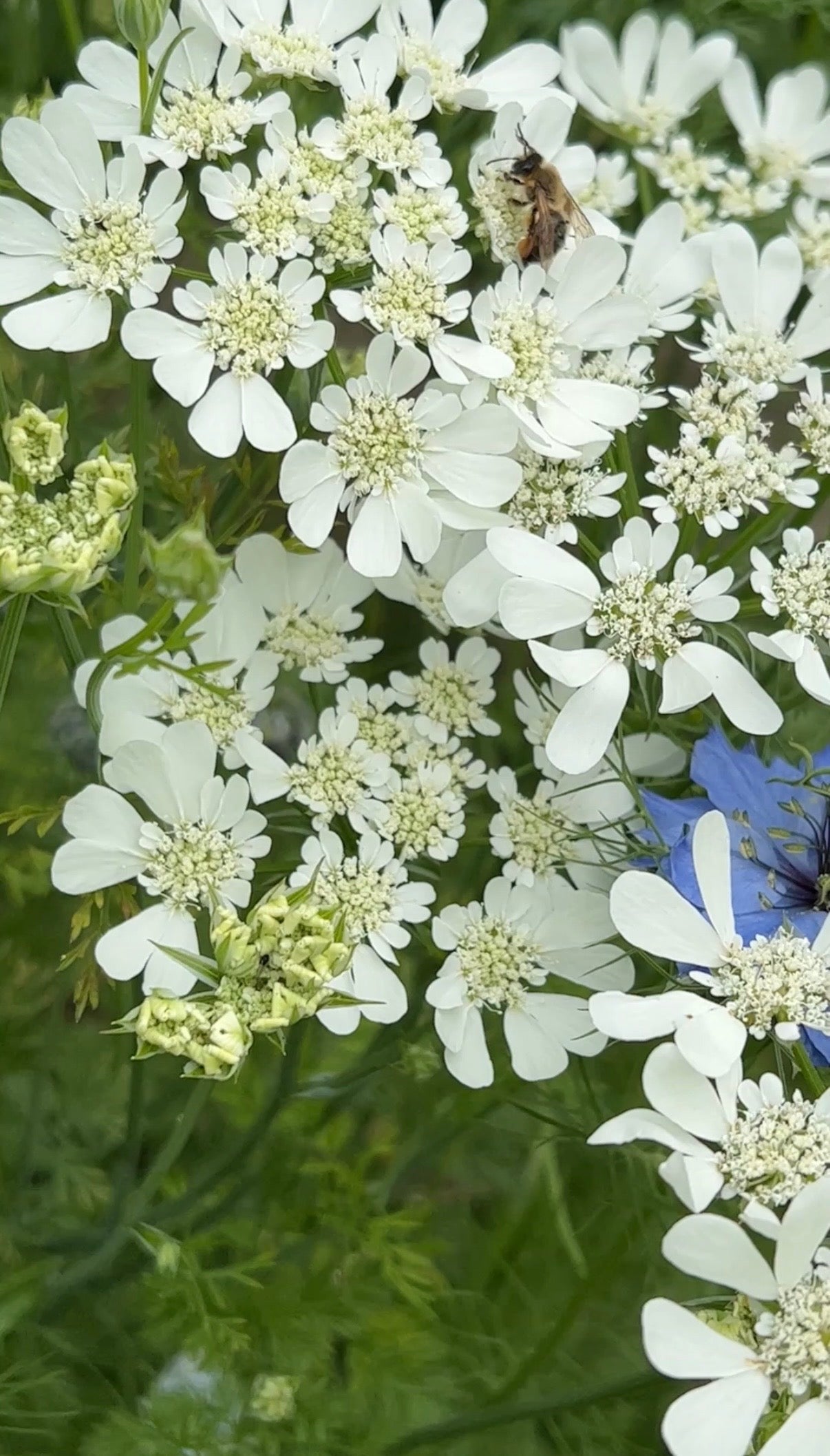 Orlaya Grandiflora