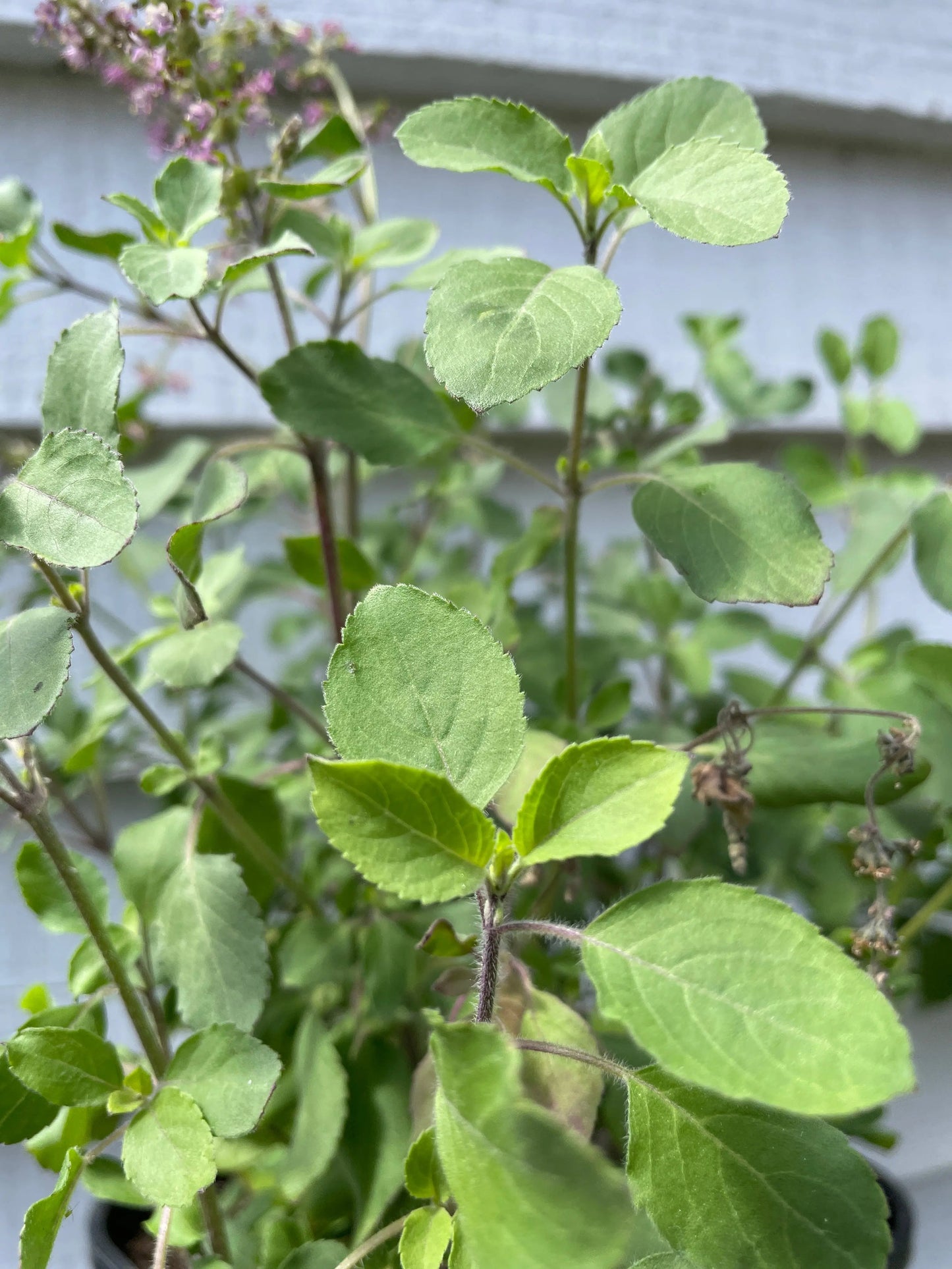 Basil Holy Thai