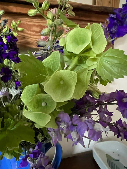 Bells of Ireland
