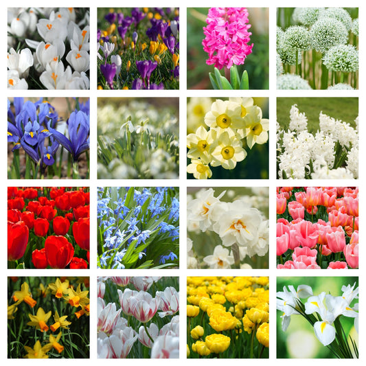 10 x Packets of Spring Flowering Bulbs