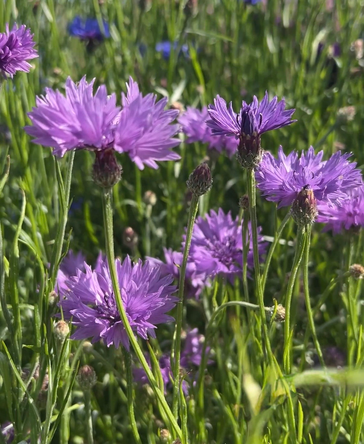 Cornflower Mauve Boy