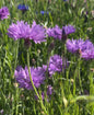 Cornflower Mauve Boy