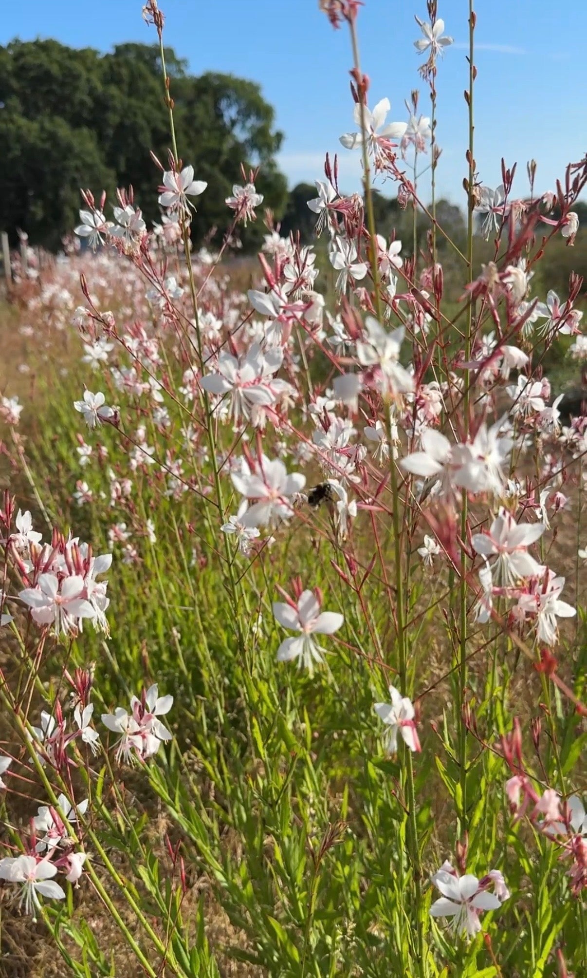 Gaura 'The Bride'