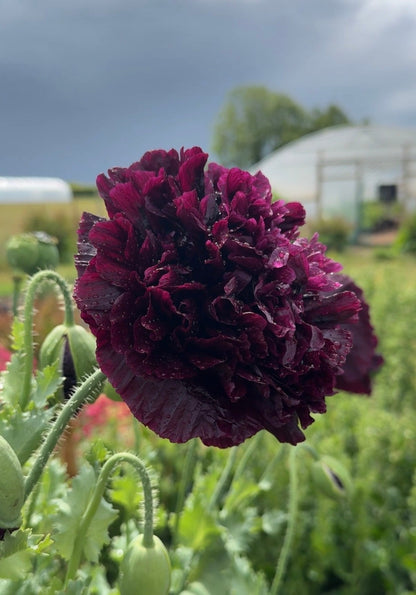 Poppy Black Peony