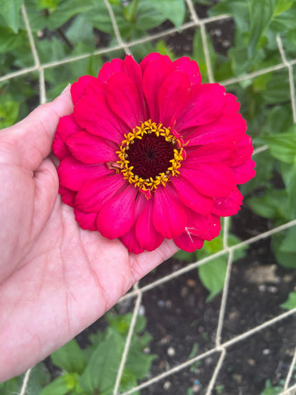 Zinnia Giants of California