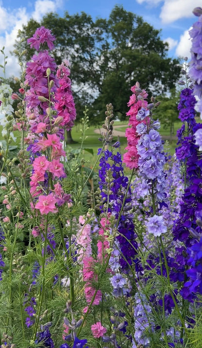 Larkspur Giant Imperial Mix