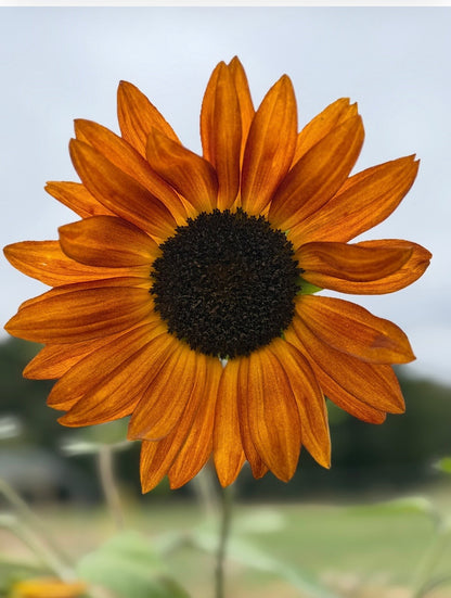 Sunflower Red Sun