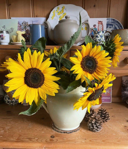 Sunflower Waooh!