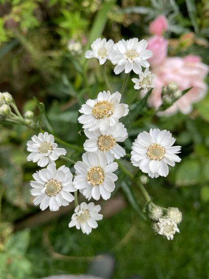 Achillea Ballerina