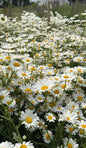 Oxeye Daisy